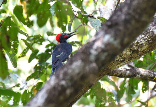 Image of White-bellied Woodpecker