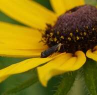 Image of Yellowfaced Leafhopper