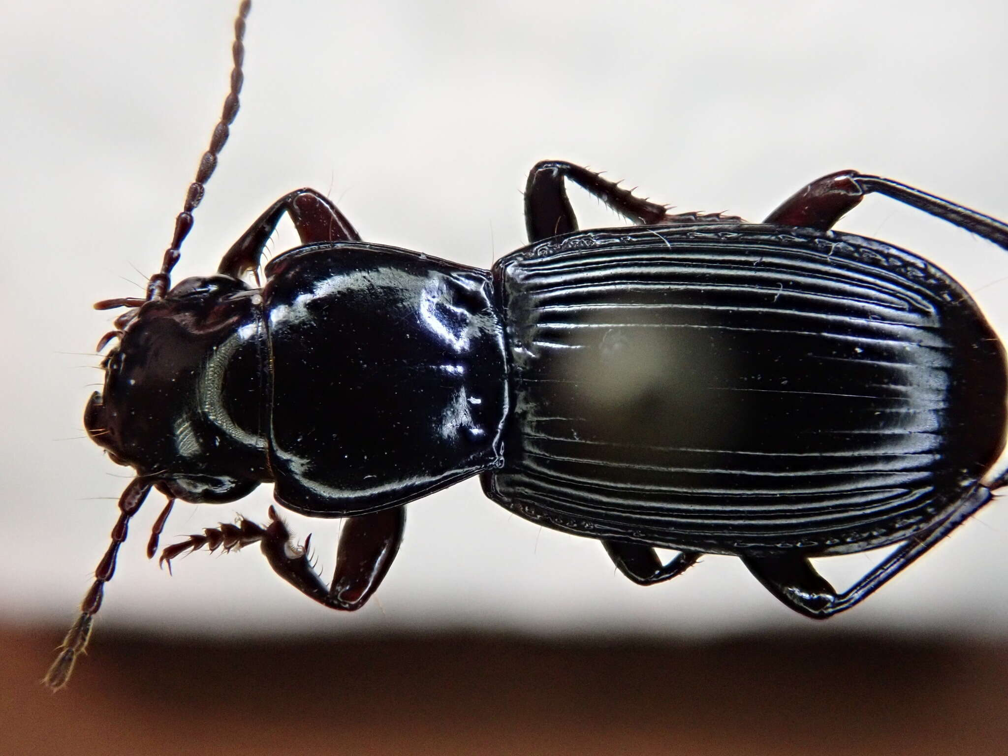 Image of Pterostichus (Cylindrocharis) rostratus (Newman 1838)