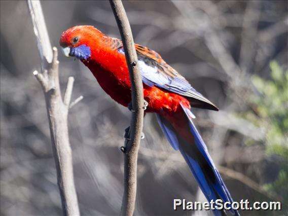 Image of Crimson Rosella