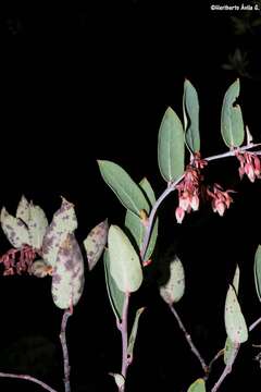 Imagem de <i>Gaultheria <i>glaucifolia</i></i> var. glaucifolia