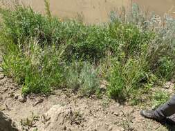 Image de Artemisia longifolia Nutt.