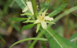 Image of yellowfruit horse-gentian