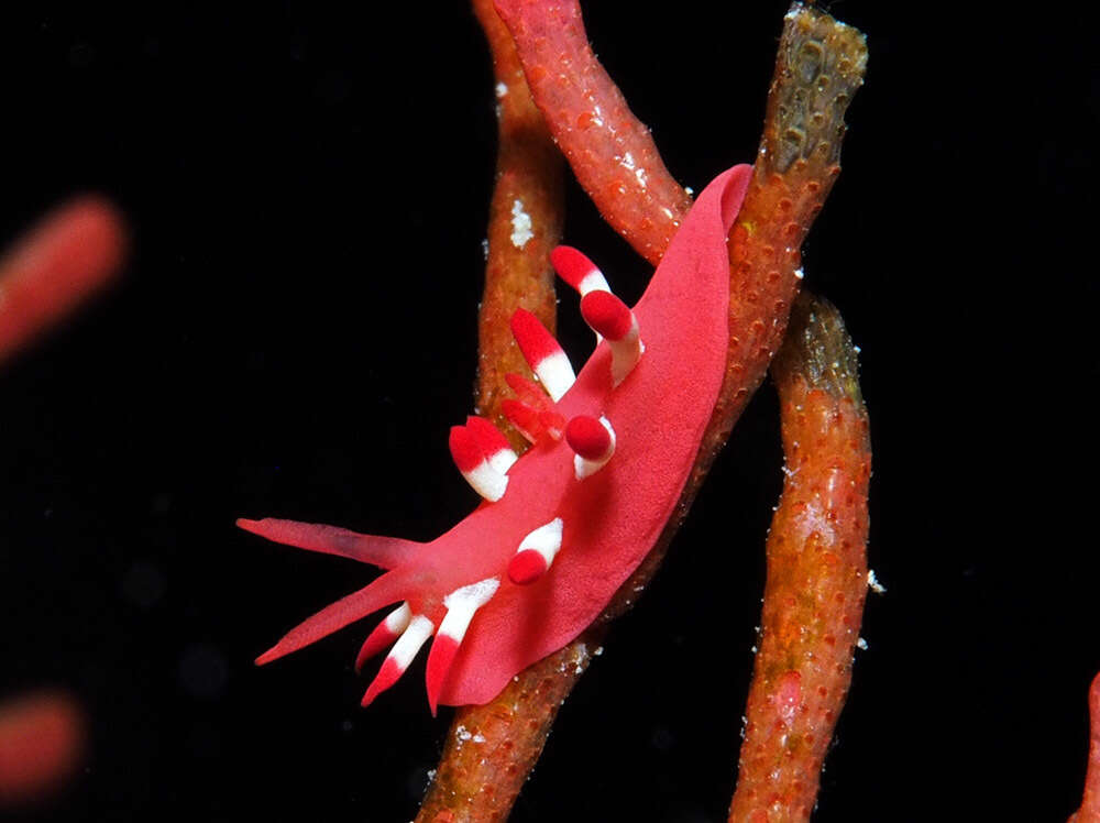 Image of Okenia nakamotoensis (Hamatani 2001)