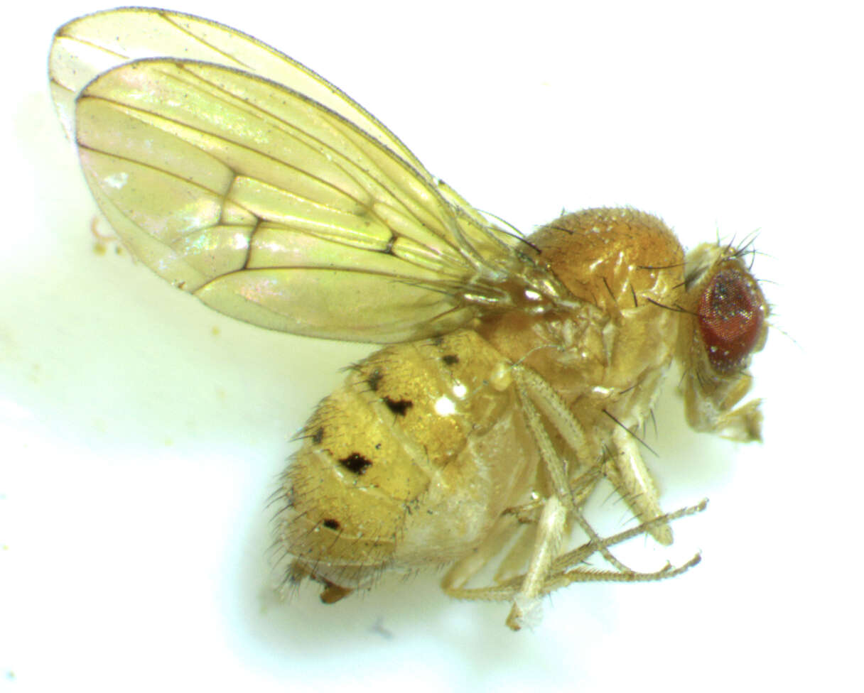 Image of Drosophila falleni Wheeler 1960