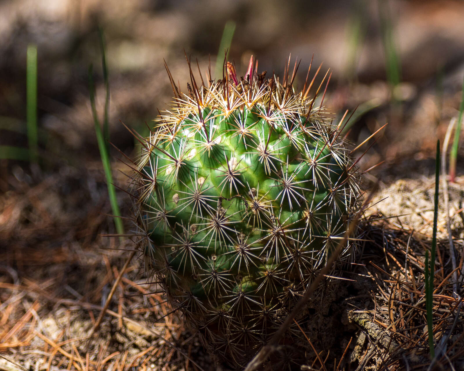 Image of Coryphantha potosiana (Jacobi) Glass & R. A. Foster