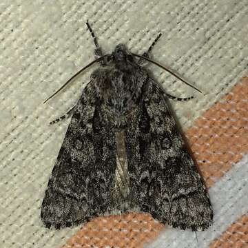 Image of Impressed Dagger Moth