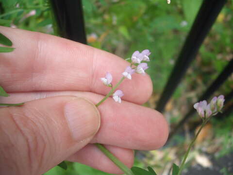 Imagem de Vicia disperma DC.