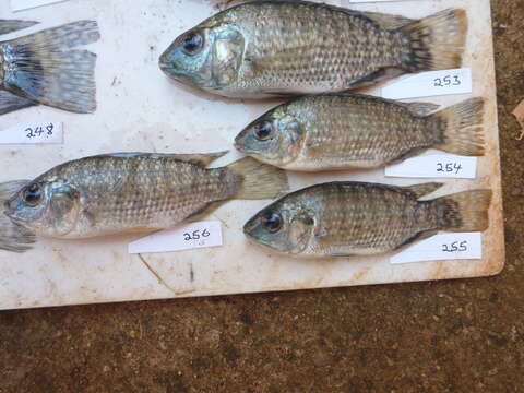 Image of Blue spotted tilapia