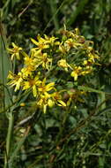 Image de Ligularia thyrsoidea (Ledeb.) DC.