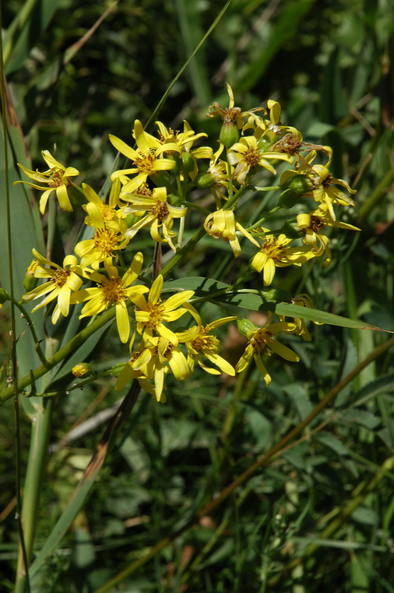 Image of Ligularia thyrsoidea (Ledeb.) DC.