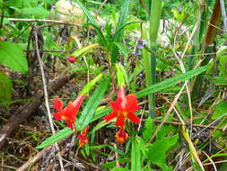 Image of red bush monkeyflower