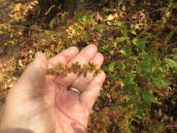 Image of Solidago speciosa subsp. speciosa