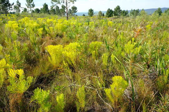 Image of Leucadendron platyspermum R. Br.