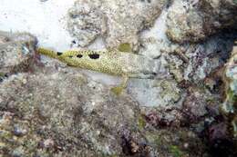 Слика од Epinephelus spilotoceps Schultz 1953