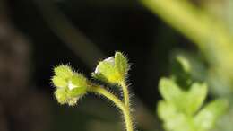 Image de Eucrypta chrysanthemifolia var. bipinnatifida (Torr.) Constance