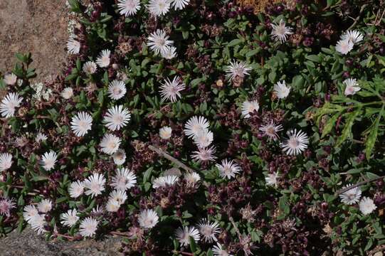 Image of Delosperma katbergense L. Bol.