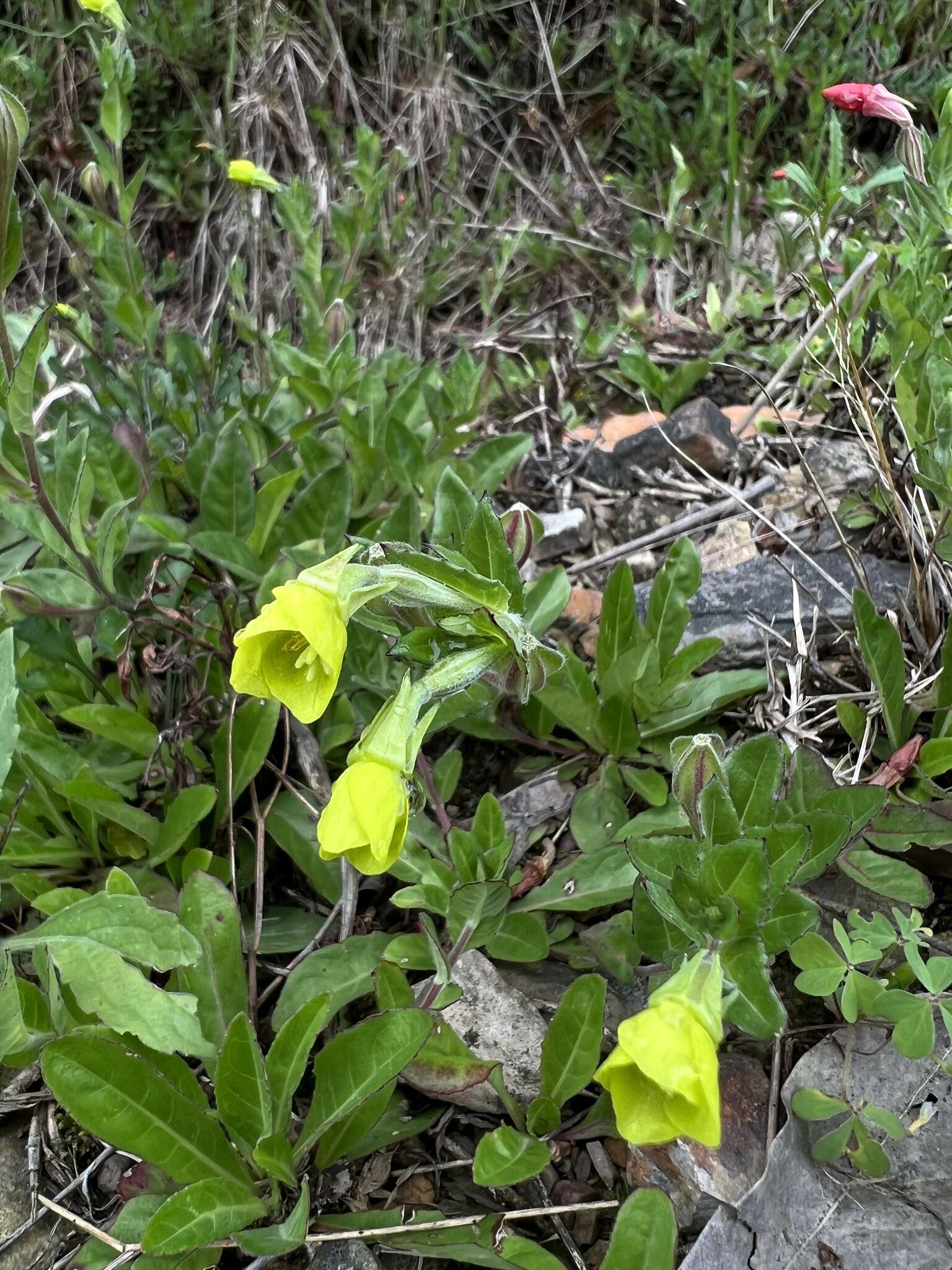 Sivun Oenothera multicaulis Ruiz & Pav. kuva