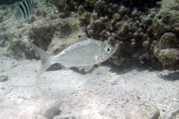 Image of Black-tipped Silver-biddy