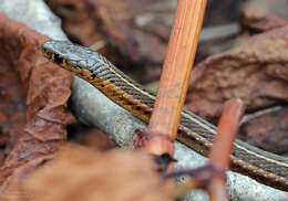 Image of Shorthead Garter Snake
