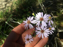 Image of smooth blue aster