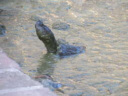 Image of Trachemys stejnegeri vicina (Barbour & Carr 1940)