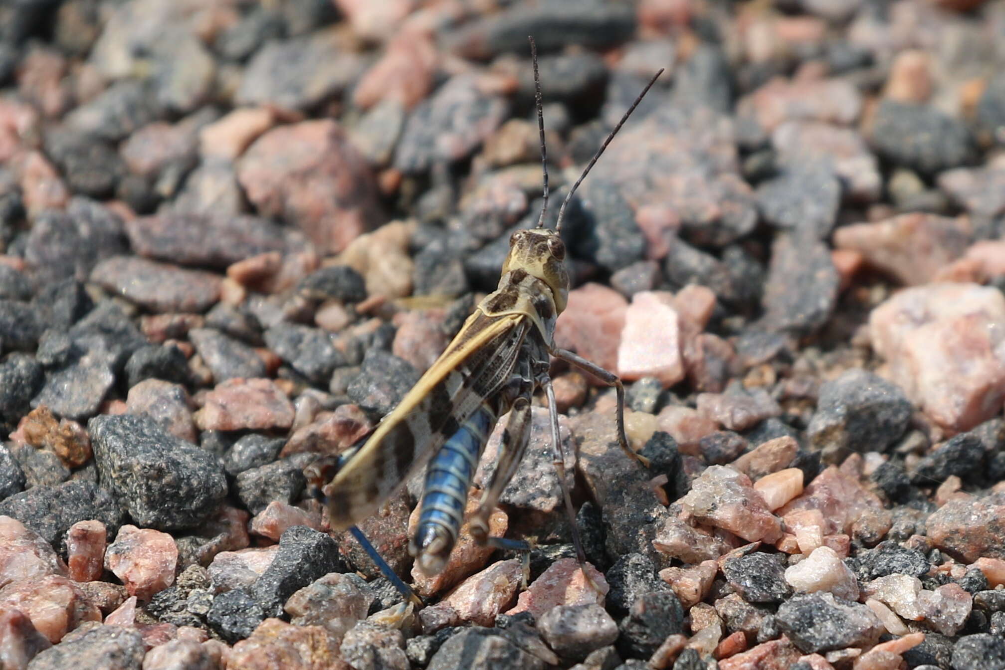 Image of Blue-legged Grasshopper