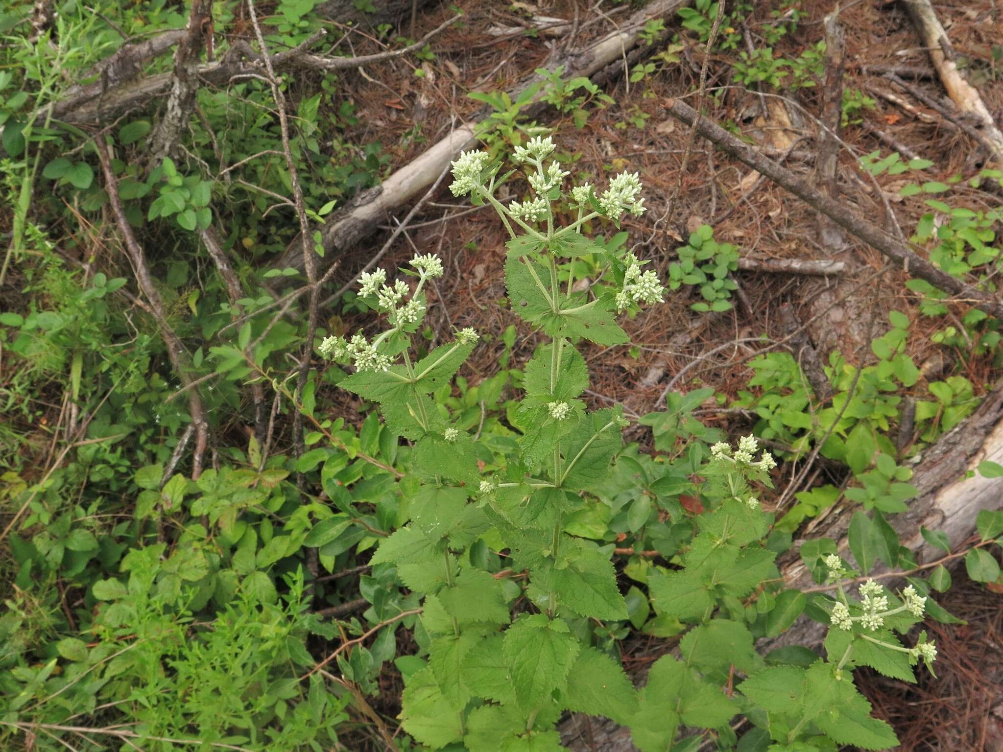 Eupatorium cordigerum (Fern.) Fern.的圖片