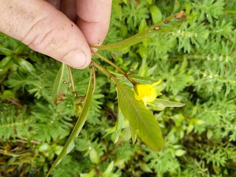 Image of floating primrose-willow