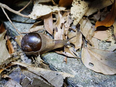 Imagem de Megaustenia imperator (Gould 1859)