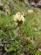 Image of Long-beaked Yellow lousewort