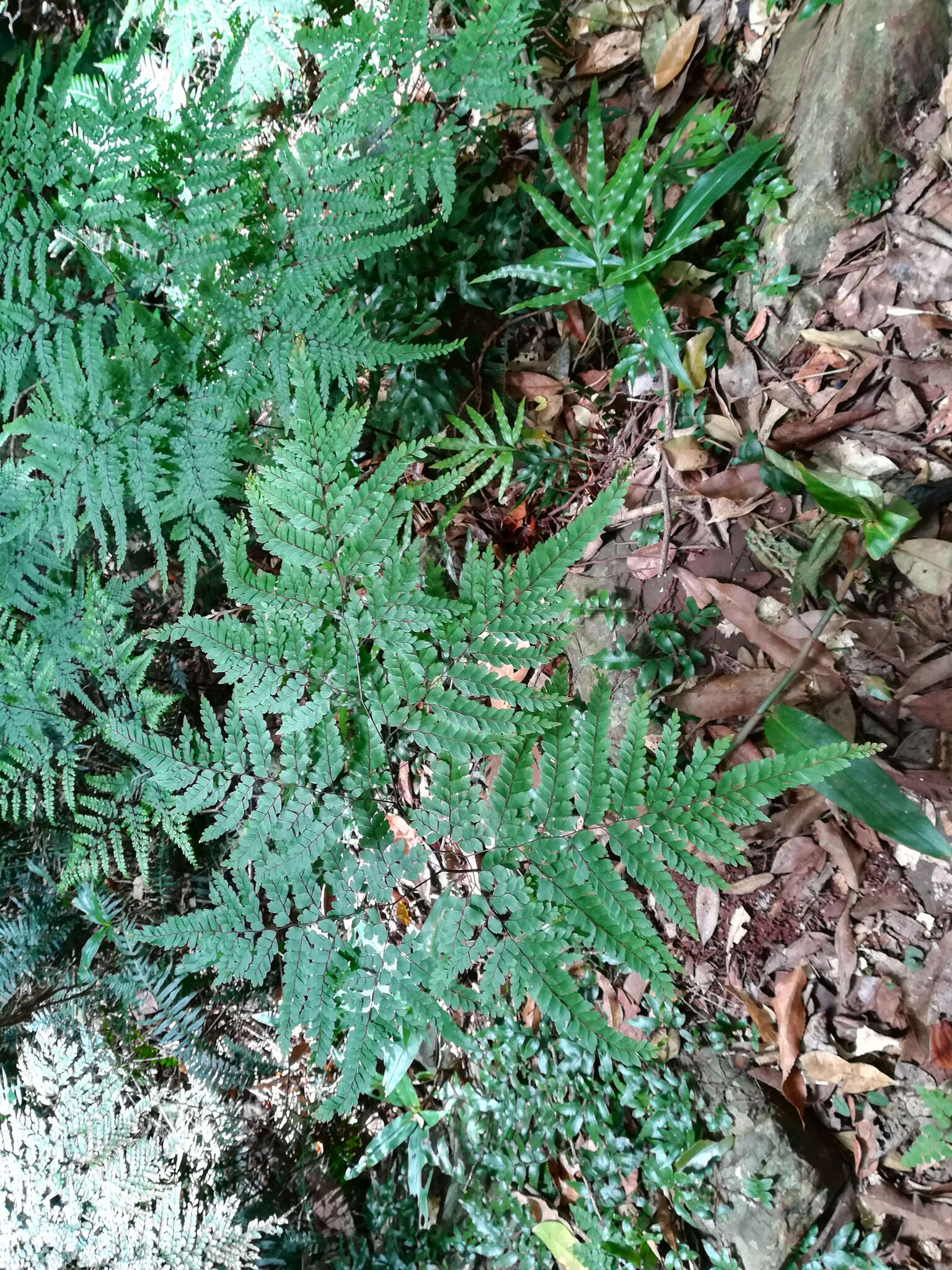 Image of Adiantum formosum R. Br.