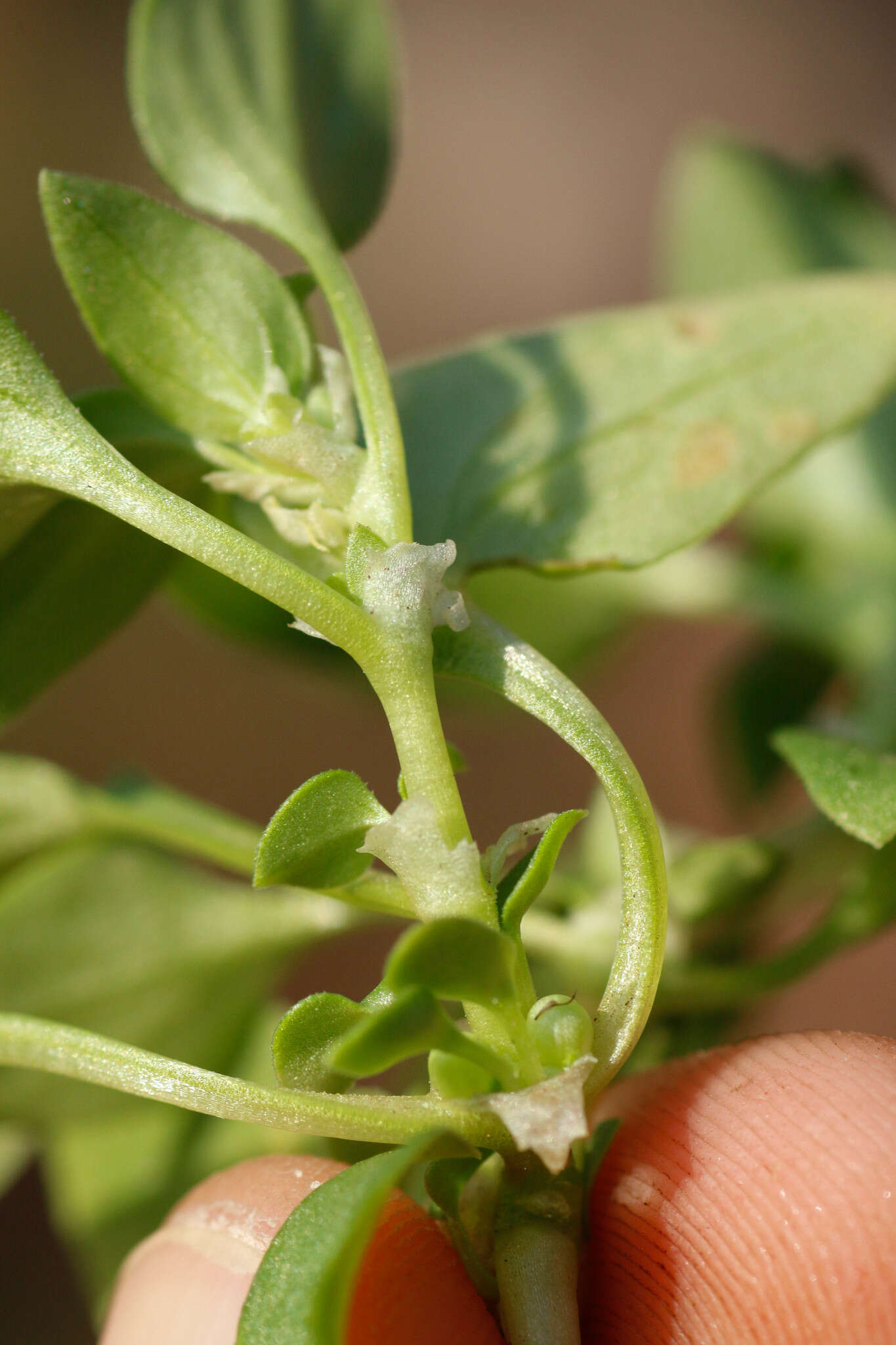 Image of Theligonum cynocrambe L.