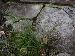 Image of Hill Rabbit's-Foot Grass