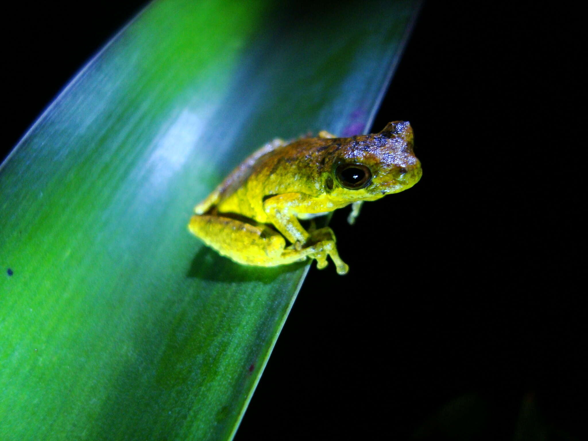 Image de Dendropsophus microps (Peters 1872)