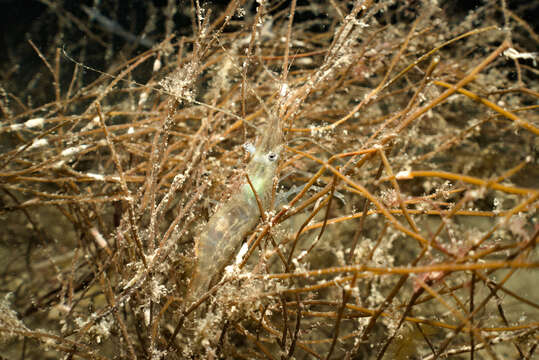 Image of Baltic prawn