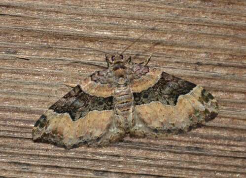 Image of Toothed Brown Carpet