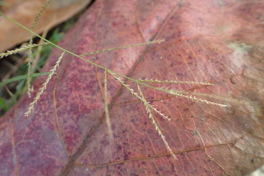 Слика од Leptochloa panicea (Retz.) Ohwi