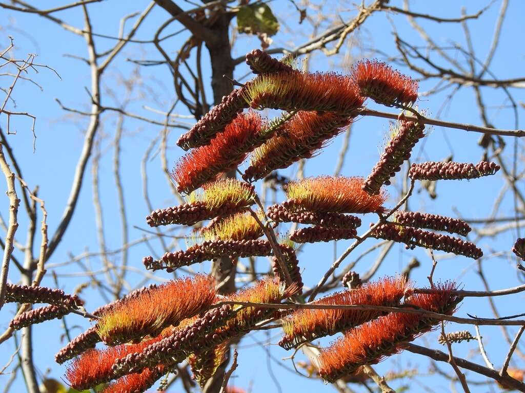 Image of Combretum fruticosum (Loefl.) Stuntz