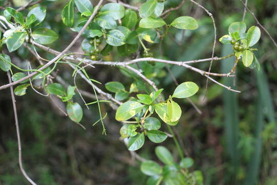 Plancia ëd Palicourea boqueronensis