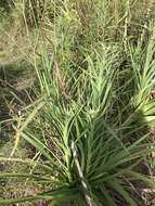 Imagem de Eryngium humboldtii Delar.