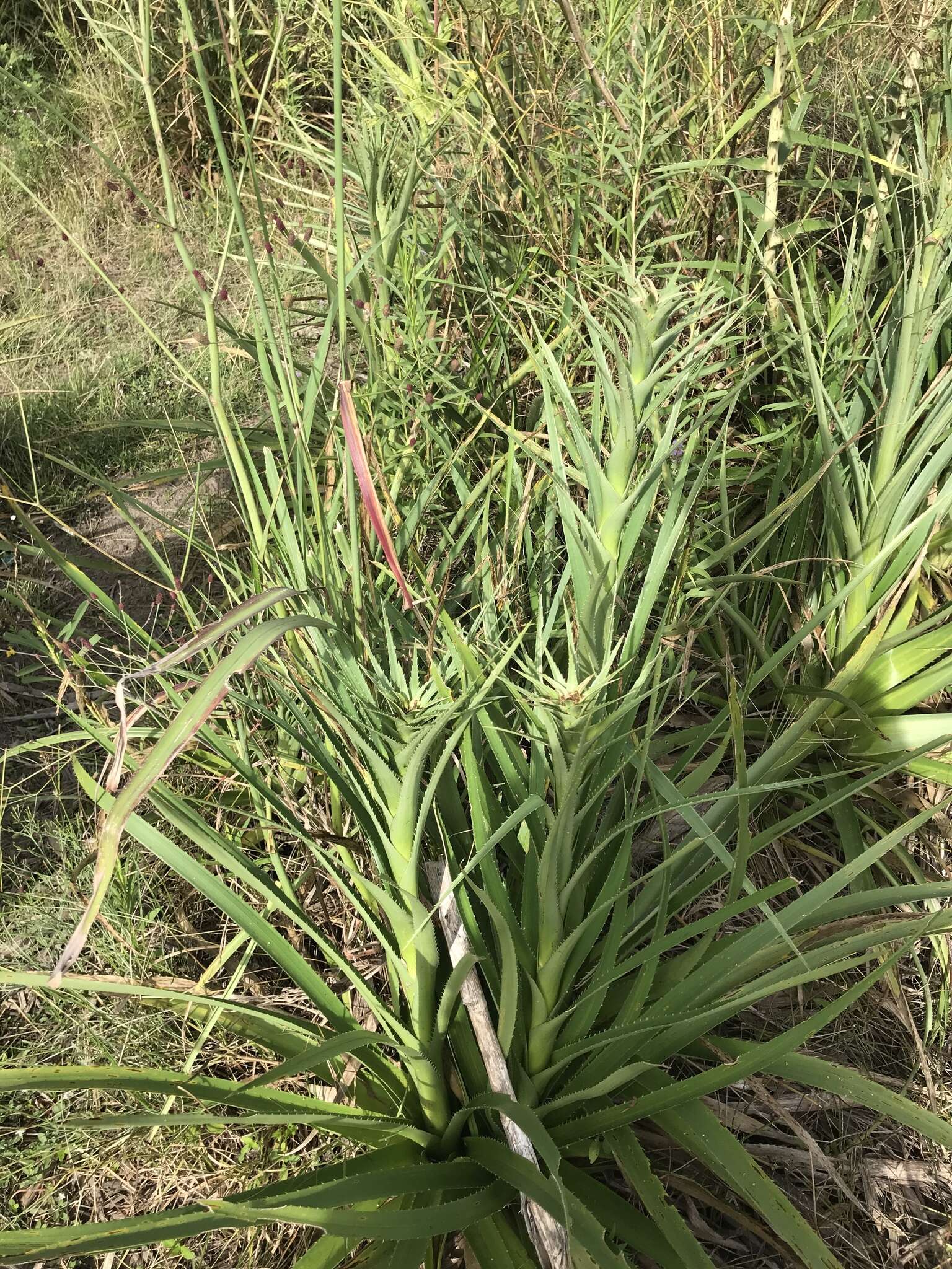 Imagem de Eryngium humboldtii Delar.