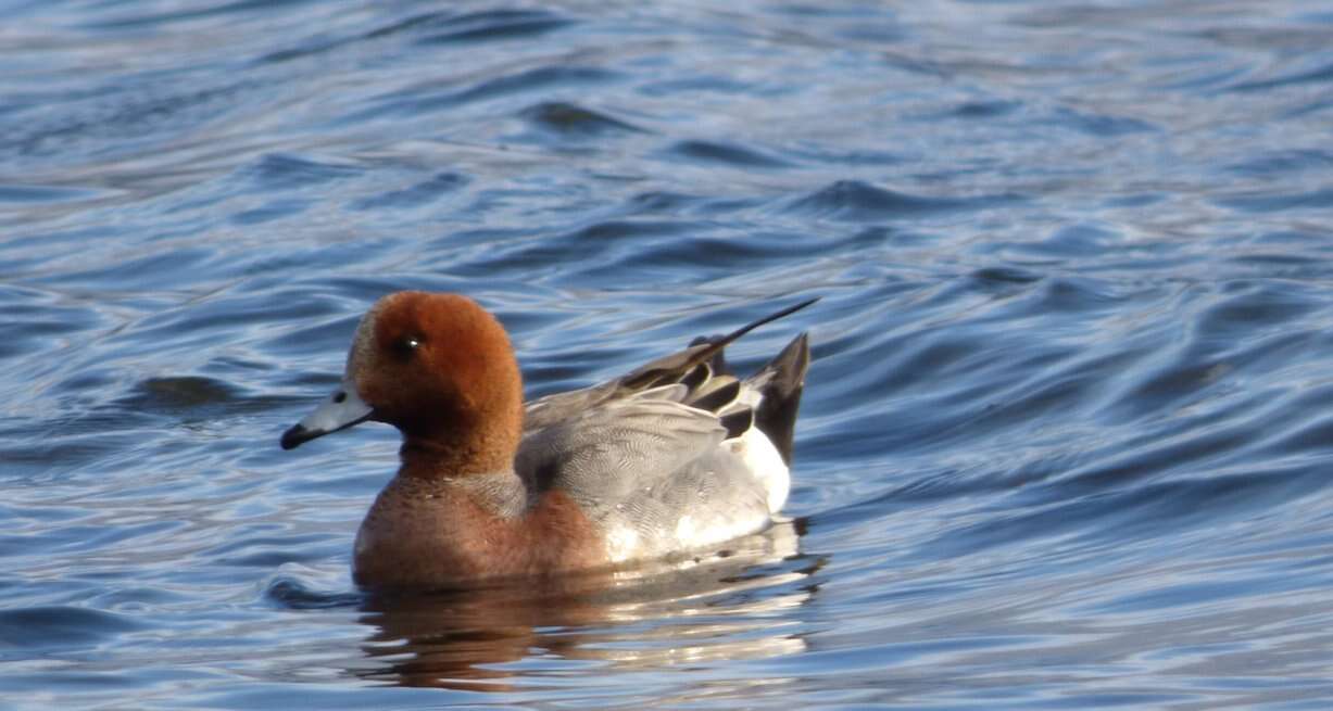 Image of Eurasian Wigeon