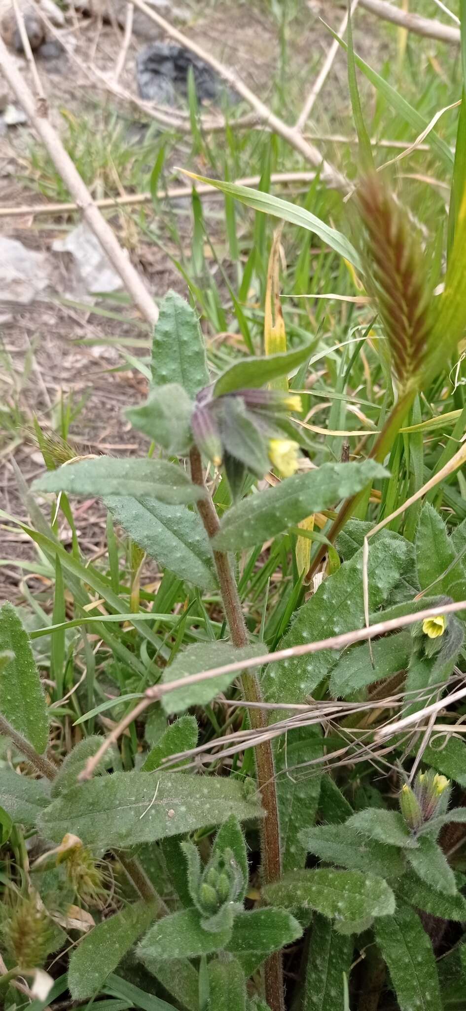 صورة Nonea flavescens (C. A. Mey.) Fisch. & C. A. Mey.