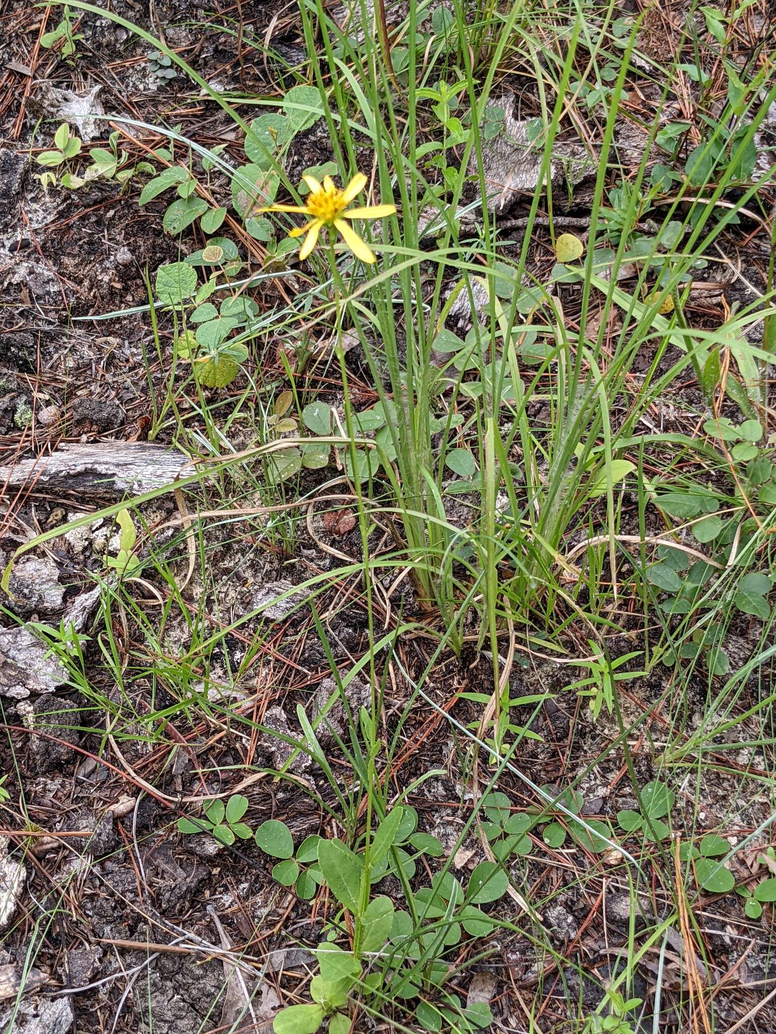 Image de Verbesina heterophylla (Chapman) A. Gray