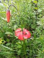 Image of Coral Lily