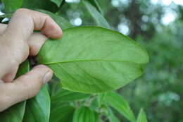 Gnetum leyboldii Tul. resmi