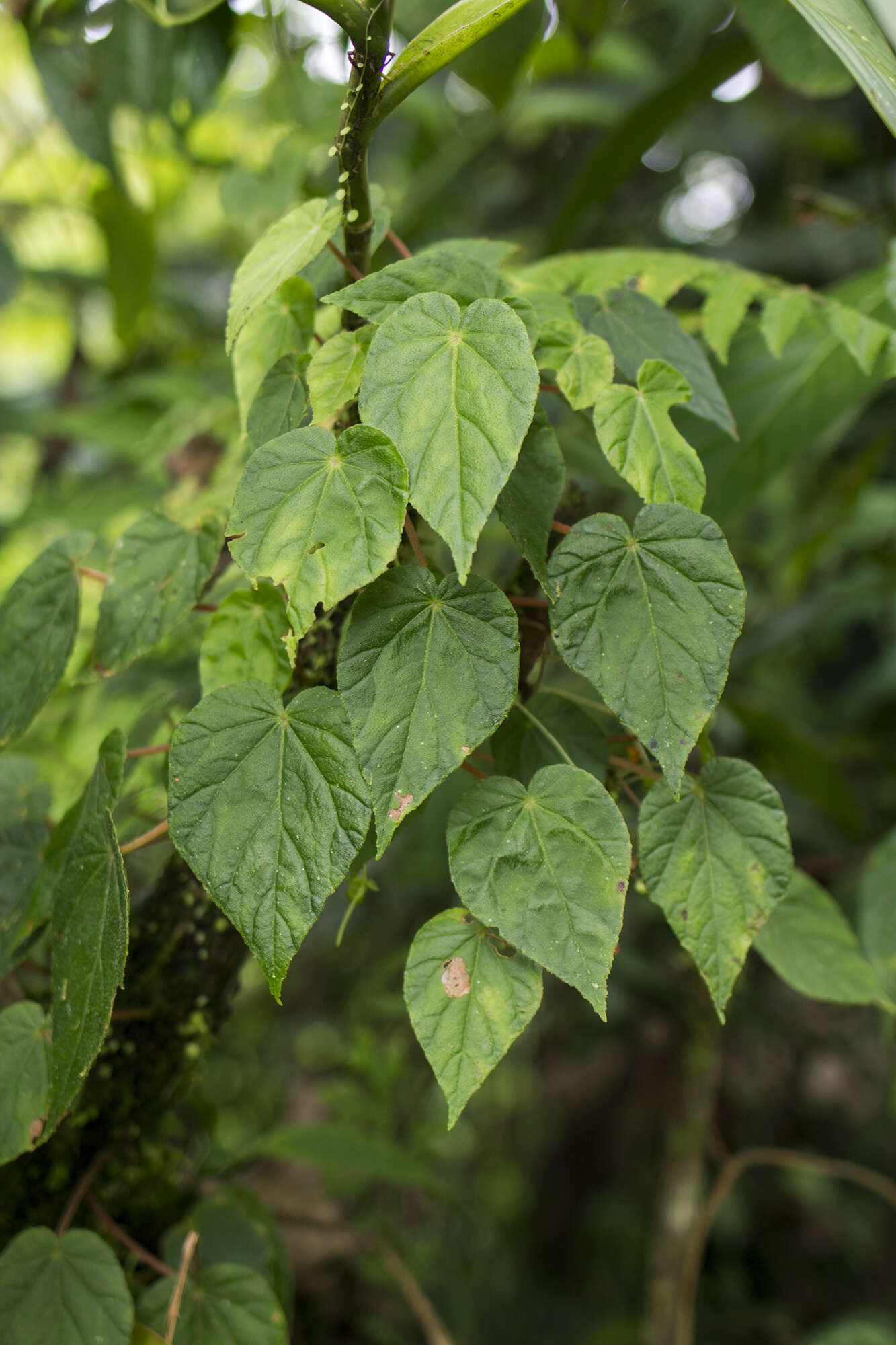 Image of Begonia maurandiae A. DC.