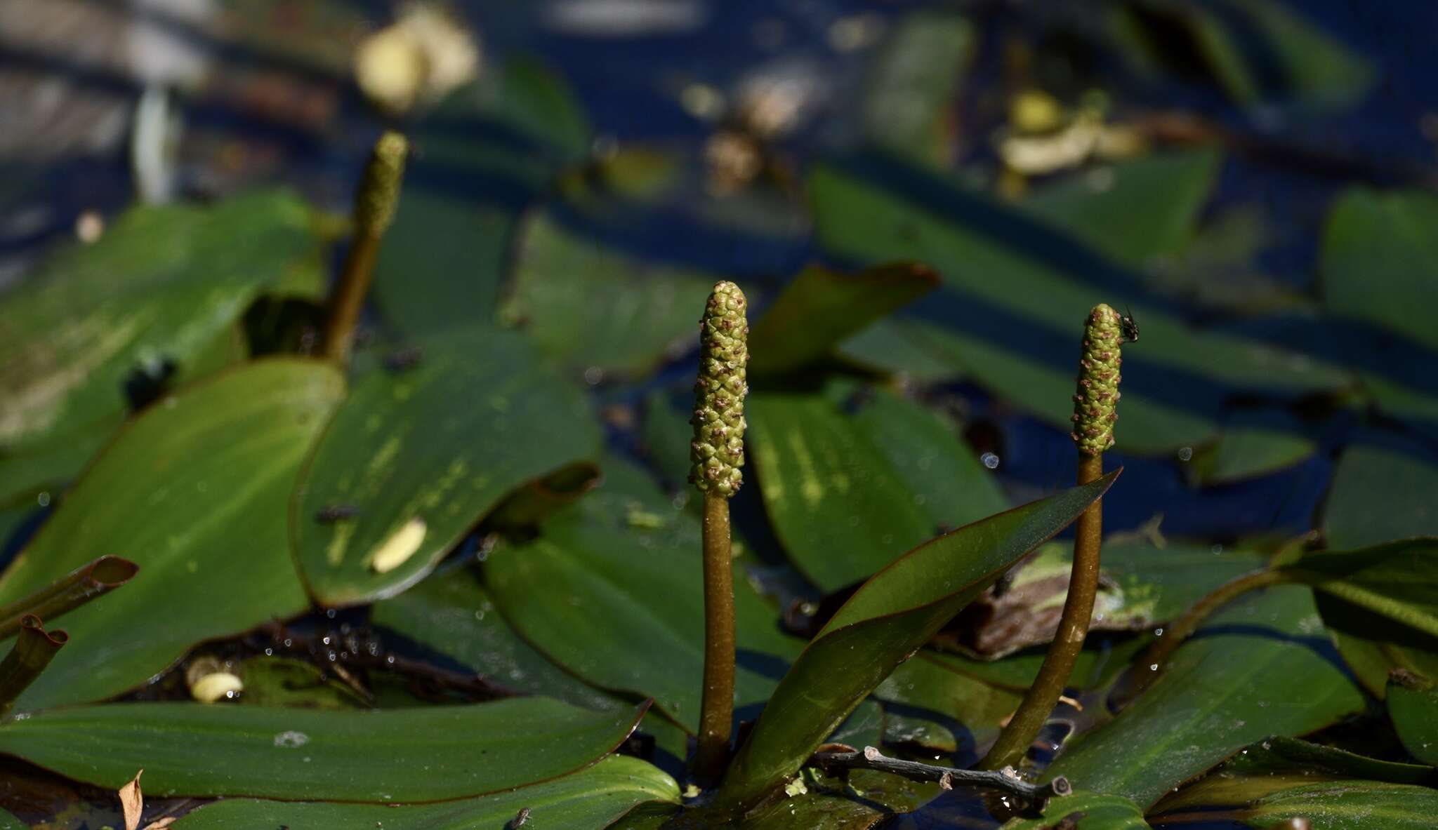 Image of Potamogeton ferrugineus Hagstr.