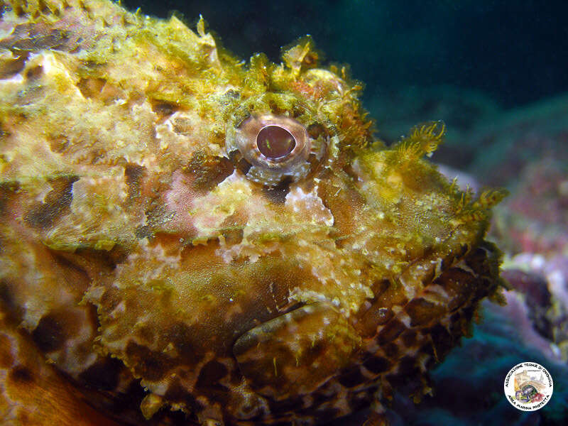 Image of Bigscale Scorpionfish